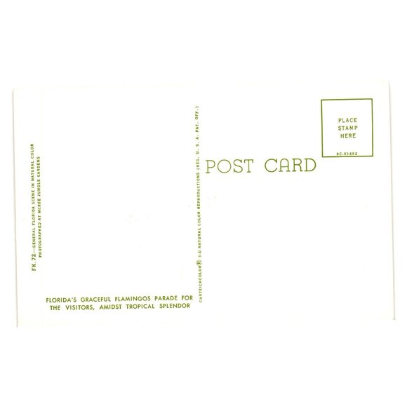 Vintage Florida Flamingo Postcard McKee Jungle Gardens Floral Bird Preserve - Picture 2 of 2